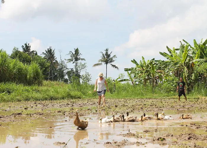 De Klumpu Bali Eco Tradi Station touristique Bangli